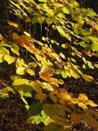 golden beech leaves in the forest