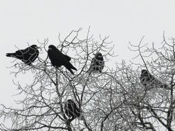 Beautiful black ravens on a tree in beautiful winter