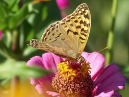 macro photo of beautiful terrific butterfly on flower