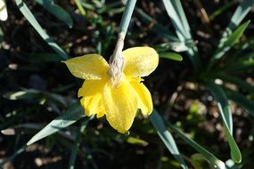 iced yellow daffodils
