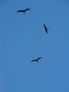 birds fly under a clear sky