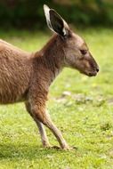 australian brown kangaroo