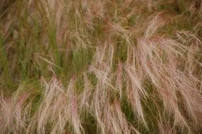 green grass with dry spikelets