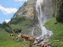Cows grazing near the waterfall