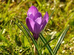 purple crocus in a meadow on a sunny day