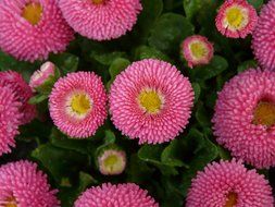 top view on a pink daisy