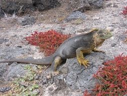 iguana in the natural environment of the Galapagos