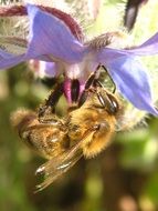 apis mellifera on flower
