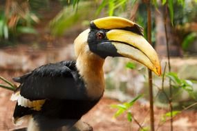 black bird with a big beak