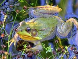 charming frog pond