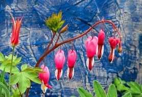 bloom of bright bleeding heart close up