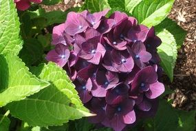 green leaves and purple flowers of hydrangea