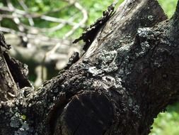 Bark of the tree in the forest