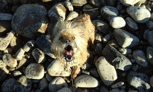 dog on stones in the sunlight