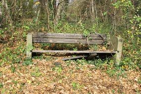 Old bench in the forest