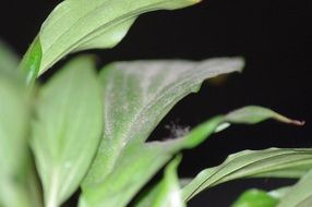 white bloom on green leaves