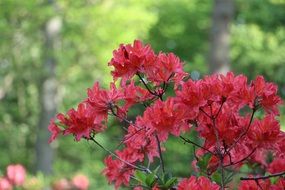 bright pink buds on the bush in the spring