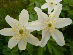 flowering white anemones