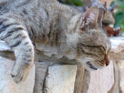 striped domestic cat is sleeping on a stone