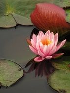 lily water lilies