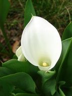 white calla, blooming plant, top view