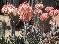 agave blossom