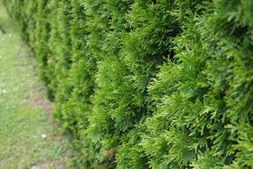 green thuja hedge
