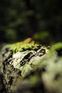 macro photo of moss on a tree