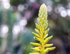 agave flower