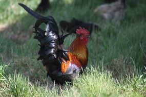 cock in the spring grass