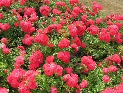 bush of pink roses in bloom