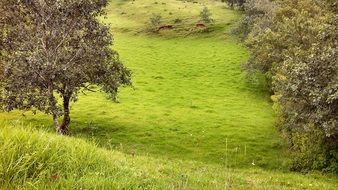Landscape with the beautiful trees and grass