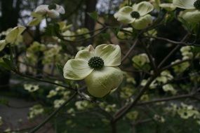 white spring flower blossoms on branches