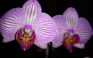 incomparable flowers blossom
