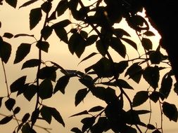 dark silhouettes of branches at sunset