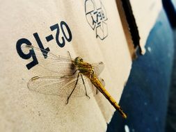 large dragonfly on the wall