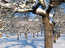 orchard in winter