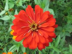 park flower