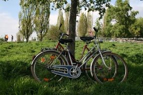 meadow and bike near tree in berlin