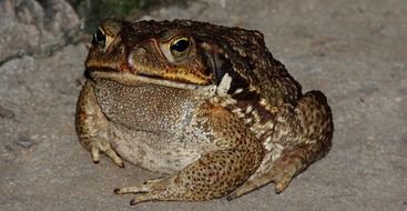 frog or amphibian