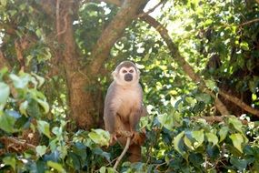 Monkey in Amazon jungle