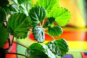 green plants in flower pots