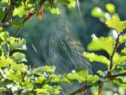 closeup picture of spider on a web on tree branches