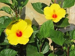 bright yellow hibiscus with red core