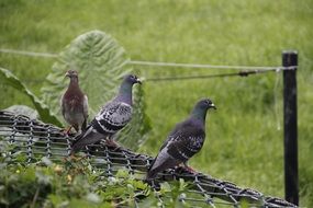 three pigeons on a wire cage