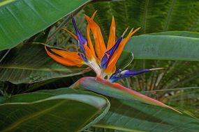 Needle tropical flower
