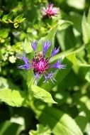 terrific thistle blossom