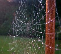 cobweb sparkles in nature