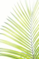 leaf green plants