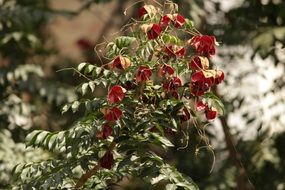 flowers on a plant in the forest